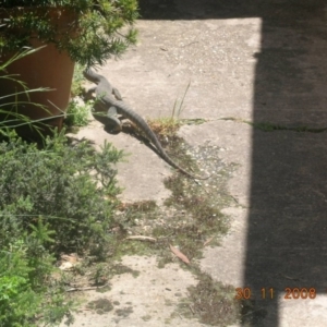 Varanus rosenbergi at Wamboin, NSW - suppressed