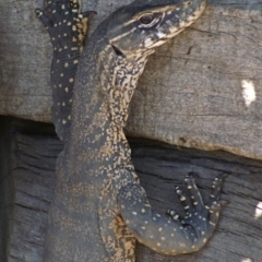 Varanus rosenbergi (Heath or Rosenberg's Monitor) at QPRC LGA - 26 Dec 2008 by Varanus