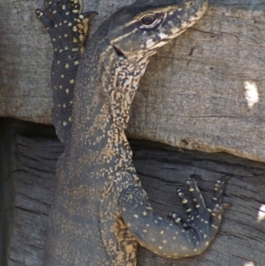 Varanus rosenbergi at Wamboin, NSW - 26 Dec 2008