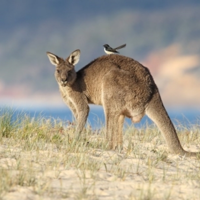 Macropus giganteus (Eastern Grey Kangaroo) at Ben Boyd National Park - 9 Jun 2017 by Leo