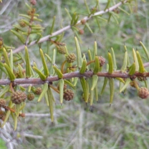 Acacia ulicifolia at Isaacs, ACT - 30 Jun 2017 04:02 PM