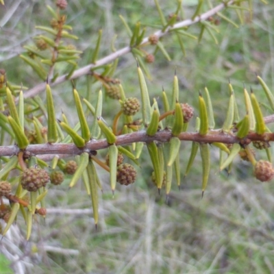 Acacia ulicifolia (Prickly Moses) at Isaacs, ACT - 30 Jun 2017 by Mike