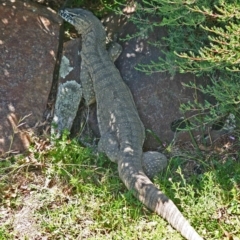 Varanus rosenbergi (Heath or Rosenberg's Monitor) at QPRC LGA - 23 Feb 2011 by Varanus