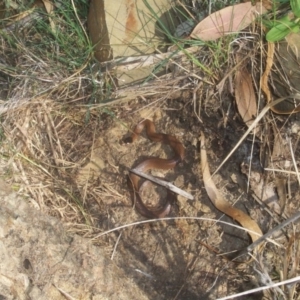 Parasuta flagellum at Wamboin, NSW - 25 Apr 2002