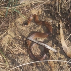 Parasuta flagellum at Wamboin, NSW - 25 Apr 2002