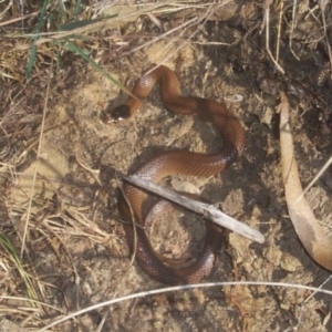 Parasuta flagellum at Wamboin, NSW - 25 Apr 2002