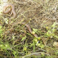 Parasuta dwyeri (Dwyer's Black-headed Snake) at Wamboin, NSW - 16 Nov 2010 by Varanus