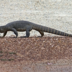 Varanus rosenbergi (Heath or Rosenberg's Monitor) at Wamboin, NSW - 16 Feb 2012 by Varanus