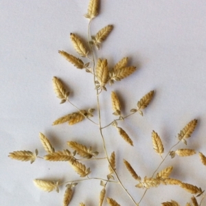 Eragrostis cilianensis at Hughes, ACT - 7 Nov 2016