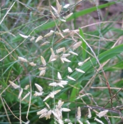 Eragrostis cilianensis at Hughes, ACT - 7 Nov 2016