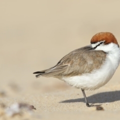 Charadrius ruficapillus (Red-capped Plover) at Merimbula, NSW - 1 Jul 2017 by Leo