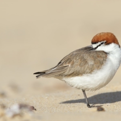 Anarhynchus ruficapillus (Red-capped Plover) at Merimbula, NSW - 1 Jul 2017 by Leo