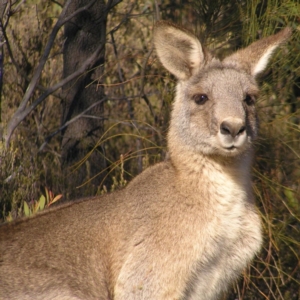 Macropus giganteus at Kambah, ACT - 1 Jul 2017 03:08 PM