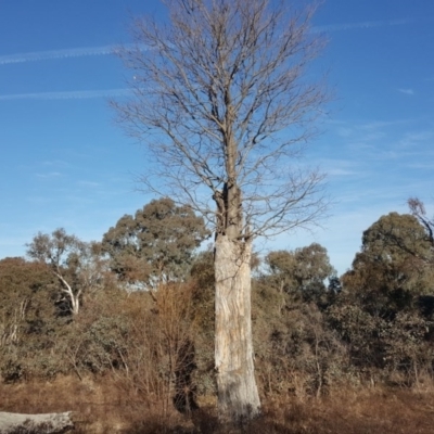 Celtis australis (Nettle Tree) at Symonston, ACT - 2 Jul 2017 by Mike