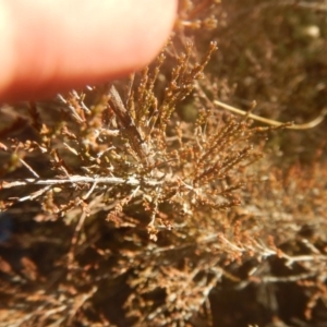 Micromyrtus ciliata at Yarralumla, ACT - 2 Jul 2017