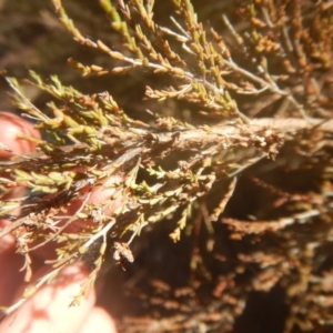 Micromyrtus ciliata at Yarralumla, ACT - 2 Jul 2017 03:37 PM