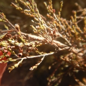 Micromyrtus ciliata at Yarralumla, ACT - 2 Jul 2017