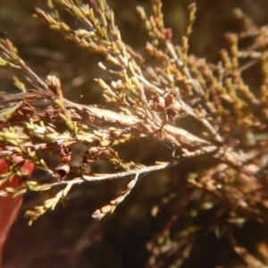 Micromyrtus ciliata at Yarralumla, ACT - 2 Jul 2017 03:37 PM
