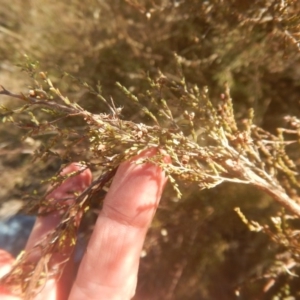 Micromyrtus ciliata at Yarralumla, ACT - 2 Jul 2017