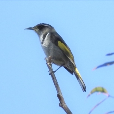 Phylidonyris pyrrhopterus (Crescent Honeyeater) at Rendezvous Creek, ACT - 2 Jul 2017 by RyuCallaway