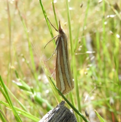 Hednota bivittella (Webworm) at Goorooyarroo NR (ACT) - 5 Nov 2016 by ArcherCallaway