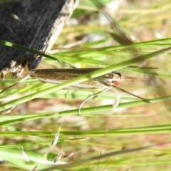 Hednota bivittella at Gungahlin, ACT - 6 Nov 2016 10:31 AM