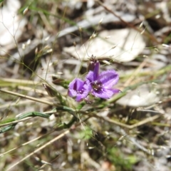 Thysanotus patersonii (Twining Fringe Lily) at Goorooyarroo NR (ACT) - 5 Nov 2016 by ArcherCallaway