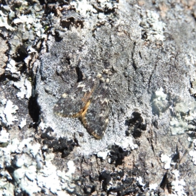 Halone coryphoea (Eastern Halone moth) at Goorooyarroo NR (ACT) - 6 Nov 2016 by ArcherCallaway