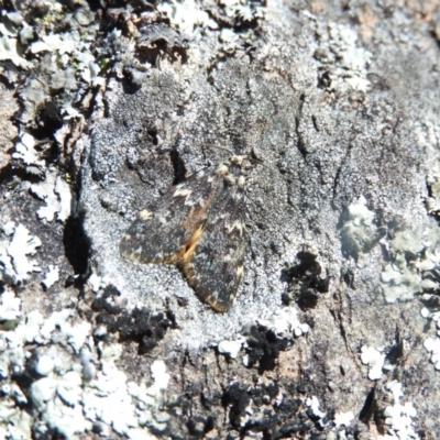 Halone coryphoea (Eastern Halone moth) at Goorooyarroo NR (ACT) - 5 Nov 2016 by ArcherCallaway