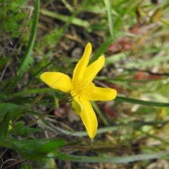 Hypoxis hygrometrica (Golden Weather-grass) at Goorooyarroo NR (ACT) - 5 Nov 2016 by ArcherCallaway