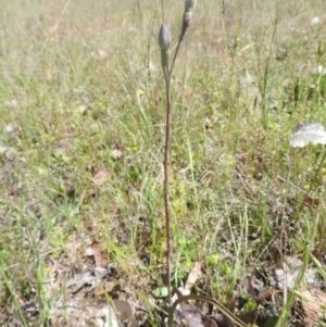 Thelymitra sp. at Goorooyarroo NR (ACT) - 6 Nov 2016