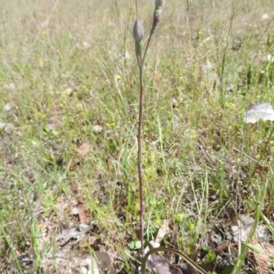 Thelymitra sp. (A Sun Orchid) at Goorooyarroo NR (ACT) - 5 Nov 2016 by ArcherCallaway