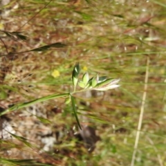 Rytidosperma carphoides (Short Wallaby Grass) at Goorooyarroo NR (ACT) - 5 Nov 2016 by ArcherCallaway