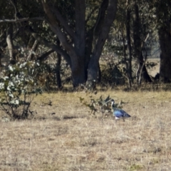 Threskiornis spinicollis (Straw-necked Ibis) at Mulligans Flat - 2 Jul 2017 by DerekC