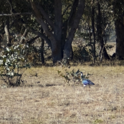 Threskiornis spinicollis (Straw-necked Ibis) at Forde, ACT - 2 Jul 2017 by DerekC