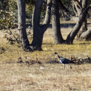 Threskiornis spinicollis at Forde, ACT - 2 Jul 2017