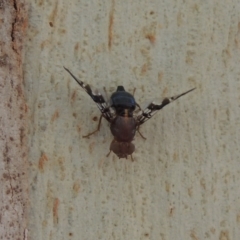 Acanthonevroides jarvisi at Paddys River, ACT - 16 Jan 2017