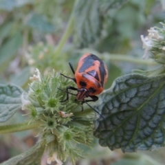 Agonoscelis rutila (Horehound bug) at Gigerline Nature Reserve - 16 Jan 2017 by michaelb