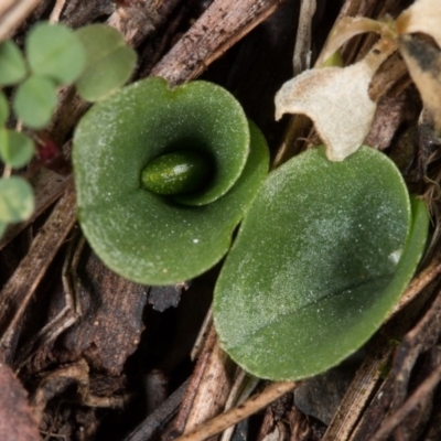 Corysanthes incurva (Slaty Helmet Orchid) at Aranda, ACT - 30 Jun 2017 by DerekC