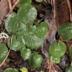 Corysanthes hispida (Bristly Helmet Orchid) at Aranda, ACT - 21 Jun 2017 by DerekC