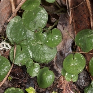 Corysanthes hispida at Point 4081 - suppressed