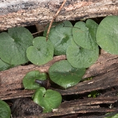 Corysanthes hispida at Point 4081 - suppressed