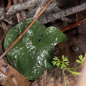 Corysanthes hispida at Point 4081 - suppressed