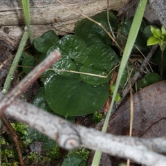 Corysanthes hispida at Point 4081 - suppressed