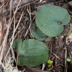 Cyrtostylis reniformis (Common Gnat Orchid) at Aranda Bushland - 21 Jun 2017 by DerekC