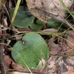 Cyrtostylis reniformis at suppressed - 21 Jun 2017