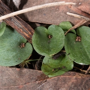 Cyrtostylis reniformis at suppressed - 21 Jun 2017