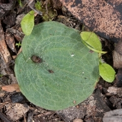 Cyrtostylis reniformis at suppressed - 21 Jun 2017