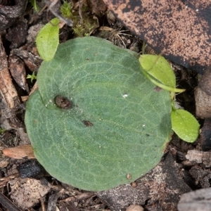 Cyrtostylis reniformis at suppressed - 21 Jun 2017