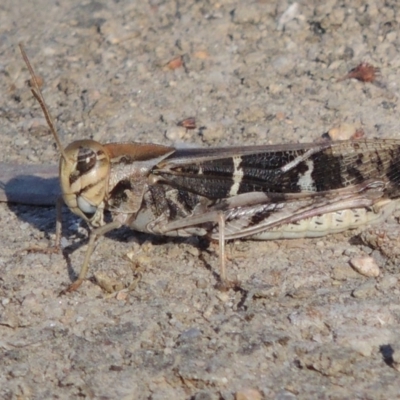 Gastrimargus musicus (Yellow-winged Locust or Grasshopper) at Gigerline Nature Reserve - 16 Jan 2017 by michaelb